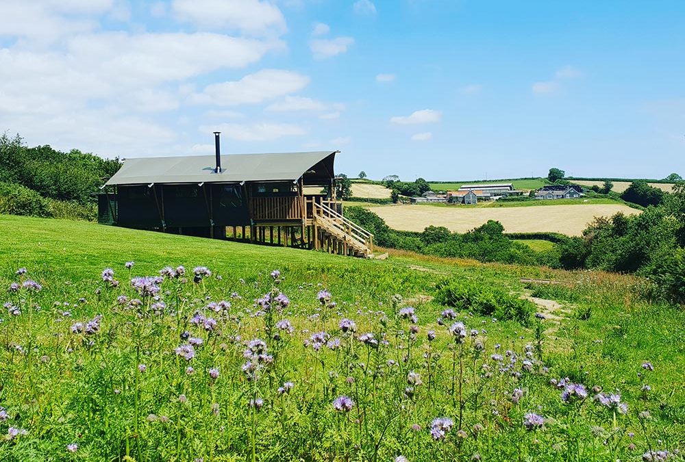 Brackenhill Glamping, Devon, 2 Safari tents each sleep 6